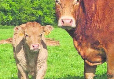 Des essais de la ferme concernent la valorisation des mâles en veaux ou en bœufs.