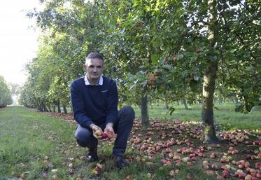 Emile Leclerc, producteur à Saint-Martin-du-Bois (49), dans un rang de pommes à cidre de variété Judor. La maturité des fruits est en avance de deux semaines cette année.