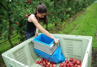 Le revenu des producteurs de fruits français est en baisse de 52 % sur 2014.