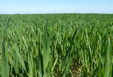 La rotation des cultures, l'un des 3 piliers de l'agriculture de conservation. Ici une parcelle de blé d'avril.
