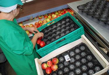 Le Val de Loire fournit 50 % du volume français de pommes exporté.