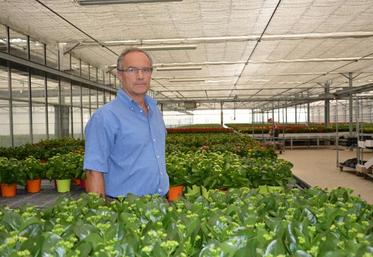 L’entreprise Gajyflor emploie trois salariés pour produire kalanchoé, bégonia, poinsettia, hibiscus sur une surface de 7 500 m2.