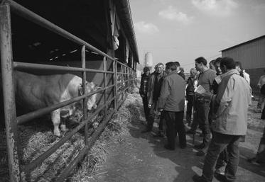 En 2006, neuf nouveaux adhérents ont rejoint le syndicat charolais. Sur les 100 000 vaches allaitantes du département, l’effectif de la race est de 40 000.