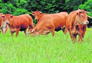 Le chiffre de 17 % de hausse annoncée pour les producteurs de viande bovine fait réagir :
« Comment peut-on dire que le revenu des producteurs de bovins est en hausse, alors que nous ressentons excactement l’inverse », s’insurge Mickaël Bazantay.