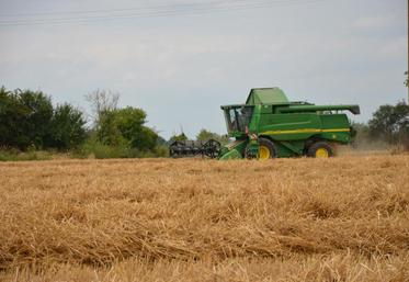Pas ou peu d'inquiétudes sur la récolte de blé cette année, selon FranceAgriMer.