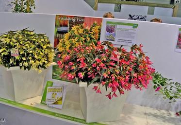 Le concours du salon a attribué un Innovert d’or au Begonia boliviensis crackling fire, en catégorie horticulture.