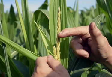 En 2016, 5 491 hectares sont destinés à la production de semences de maïs dans le département.