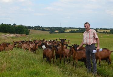 Trois ans après son installation, Emmanuel Cornilleau conduit son troupeau de chèvres en lactation au pâturage.