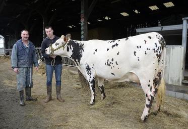 Jean-Pierre Cassin (EARL du Mesnil) et son fils Pierre présentent la vache Idéalisé, en cours de 2ème lactation. Le concours normand aura lieu dimanche 26 février.