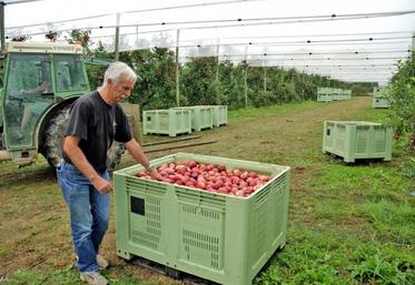 Chez Jean-Yves Fouin, arboriculteur à Champigné, la cueillette des pommes a commencé mardi. 
55 saisonniers sont déjà à pied d’œuvre. Ils seront près de 100 dans quelques jours.