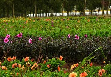 L'entreprise Nova Flore Jardin commercialisait 1,7 million de bulbes chaque année.