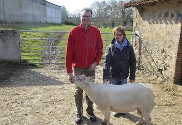 Michel et Denise Cassin, éleveurs-sélectionneurs de brebis rouges de l’Ouest, avec le bélier qu’ils présenteront au Concours général du prochain Salon de l’agriculture.