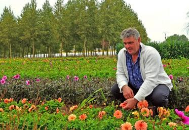 Cette année, Thierry Flécheau, horticulteur à Beaufort-en-Vallée,  a planté 42 variétés de dahlias dont 20 avec le Label rouge.