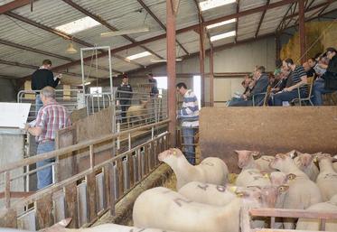 Une cinquantaine d’agneaux “de très bonne qualité”, selon l’organisme de sélection, ont défilé sur le ring.