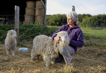 Cela fait maintenant 5 ans que Marie-France Brilhault a décidé d’élever des chèvres angora. Elle possède aujourd’hui 23 chèvres et 2 boucs dont Jazz (3 ans) présent sur la photo, qui possède un poil fin particulièrement recherché.