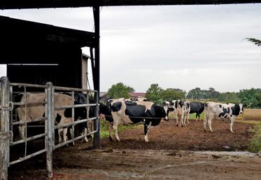 Les vaches ont accès direct aux pâturages.