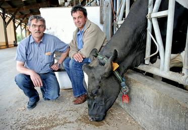 Jean-Michel Lamy, responsable de la ferme expérimentale et Michel Prezelin, 
responsable du secteur lait. À l’oreille, la vache porte une boucle électronique et au cou, un collier qui détecte les chaleurs et la rumination.