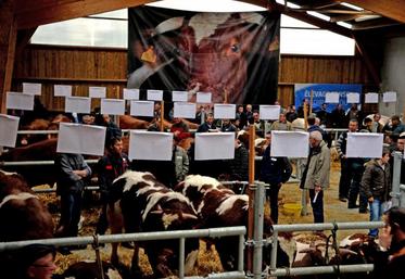 Alors que l’an dernier, la vente de reproducteurs de l’an dernier à Cholet a accueilli 40 animaux, cette année 54 reproducteurs étaient proposés à la vente.