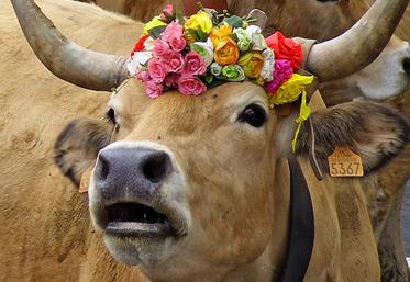 1ère place : “Vache fleurie” de Bernard Pagerit (49)