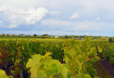 Les demandes d'autorisation de plantation de vigne bientôt en ligne.
