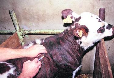 Pour les animaux destinés aux échanges, la vaccination devra être faite par le vétérinaire qui doit délivrer un certificat.