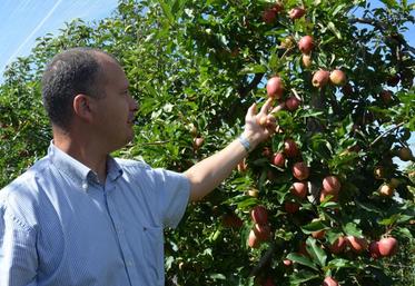 “Malgré les éclaircissages réalisés cet été, il reste un certain nombre de pommes à très petits calibres”, constate Pascal Pineau, arboriculteur à Saint-Pierre-Montlimart.