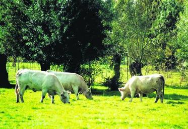 Les mesures agro-environnementales territorialisées sont mises en place dans la Vallée de la Loire pour la deuxième année. Rencontre avec Jean-Baptiste Bricard de Saint-Laurent-des-Autels.