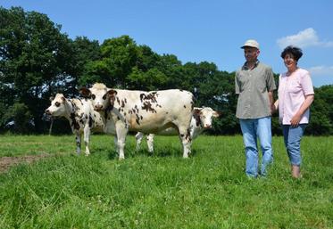 Optimiser sa production.  Paul Leclerc, éleveur de normandes au Fief-Sauvin maximise les atouts de sa race : produire au mieux du lait... et de la viande. Avec sa femme, l’agriculteur élève des vaches et des taurillons en race normande sur 75 hectares. Un bon moyen de valoriser la race mixte, explique-t-il. “En 2009, je vendais un veau en race normande 100 €. Aujourd’hui, en moyenne, le taurillon est vendu 1 350 €.” Garder ces animaux pour les engraisser est plus rentable, ...