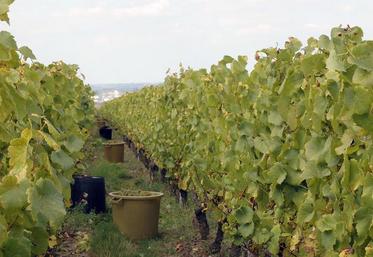 En Anjou-Saumur, les vendanges ont été réalisées aux trois quarts.
Les premières cuvées sont très satisfaisantes, selon la Fédération viticole.