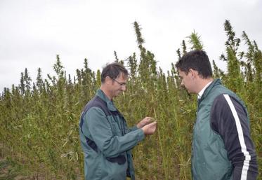 Christian Brogard, agriculteur à La Bohalle (49), et Cyril Bondu, technicien de la Coopérative centrale de producteurs de semences de chanvre.
