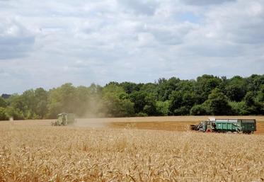 “En général, le blé est récolté au 14 juillet dans le département”, note Emmanuel Lachaize, secrétaire de la région Vallée.