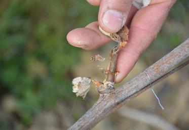 Sur la parcelle historiquement gélive du Domaine de Brizé, toute la vigne a été touchée par les gelées du mois d’avril.