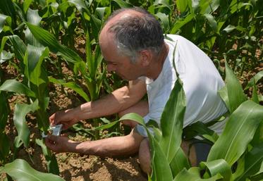 Jean-Yves Beduneau, agriculteur à Saint-Laurent-de-la-Plaine, a déjà protégé 13 de ses 48 ha destinés au maïs, par des trichogrammes.