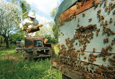 Famille Mary exploite aujourd'hui 1 200 ruches.