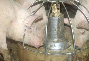 " Après une année où le prix du porc payé éleveur en France n’a pas couvert le coût de revient, le prix actuel couvre tout juste les coûts de production, affichés à 1,52 €/kg ", soulignent les organisations syndicales.