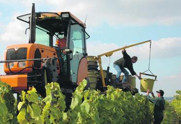 Après deux années de faible production, le vignoble 
d’Anjou-Saumur devrait renouer avec des volumes plus habituels.