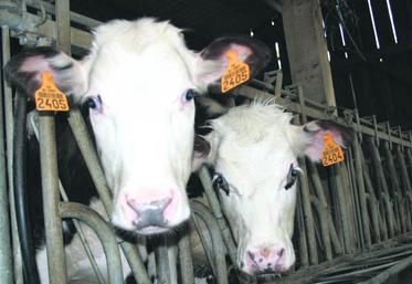 Il reste jusqu’au 30 juin prochain aux éleveurs pour faire vacciner leur troupeau, dans le cadre de la campagne obligatoire 2009.