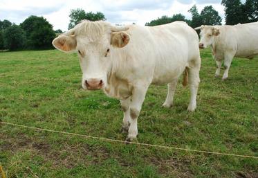 Les Etats-Unis imposent depuis 1998 un embargo sur la viande bovine de l’UE suite à l’épidémie d’ESB.