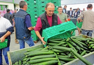 Destruction de concombres, lundi 6 juin, à Carquefou. D’après Légumes de France, les ventes ont chuté de 90 %. 