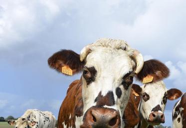 Le troupeau de normandes du Gaec de la Bellière rassemble 75 vaches, nourries une bonne partie de l’année au pâturage. Sur les 120 ha de SAU, 85 ha sont en herbe.