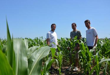 Tony Cogné, Damien Époudry et Ludovic Charrier, sur une parcelle de 5 hectares de maïs en semis direct après prairie.