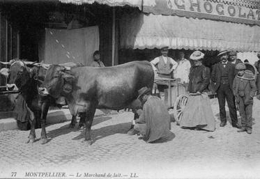 Montpellier, traite de vaches brunes des Alpes, vers 1910.  « En l’absence de moyens de transport rapides et de procédés de conservation efficaces, le lait devait être produit et collecté à proximité immédiate des lieux où il était consommé ».