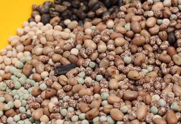 Plus de 100 000 ha de soja ont été cultivés l’an dernier, d’après les chiffres d’Agreste. Une culture que la Fop juge indispensable, tant pour la diversification des cultures que pour sa contribution à l’agro-écologie.