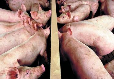 La filière porcine a connu de nombreuses restructurations ces dernières années notamment au niveau du maillon abattage–découpe et au niveau de celui de la production.