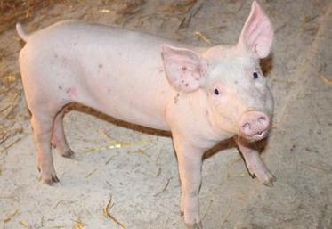 Barre symbolique des 1,40 €/kg franchie, pour laquelle la Fédération nationale porcine (FNP) avait manifesté durant l'été 2015.