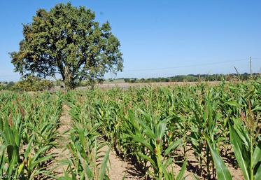 Une perte de 40 % sur le maïs ensilage sec a été reconnue.