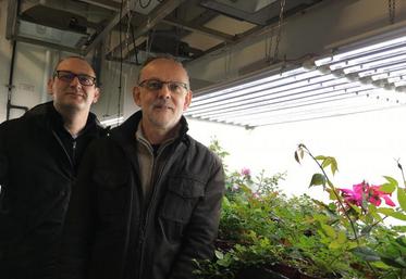 Laurent Crespel, enseignant-chercheur à Agrocampus-Ouest et Philippe Morel, ingénieur de recherche à l’Inra Nantes-Angers, devant des rosiers sous Led, en enceinte close.