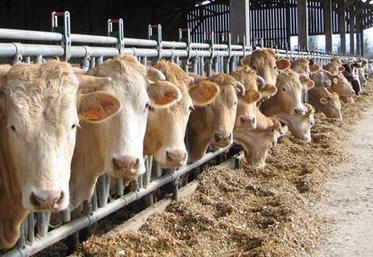 La France avait demandé des mesures à la Commission européenne pour dégager le marché de la viande bovine européen, alourdi par l’afflux de vache de réforme liée à la crise laitière.