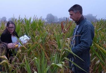 Au Gaec Dichet à la Pommeraye (49), les pertes de rendement sur le maïs seront compensées par une augmentation de la surface en maïs suite à l’arrêt de production de céréales.