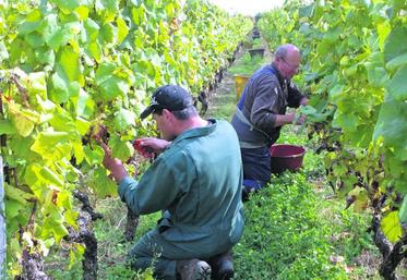 Les dix hectares des vignes de l’Alma sont vendangés à la main.